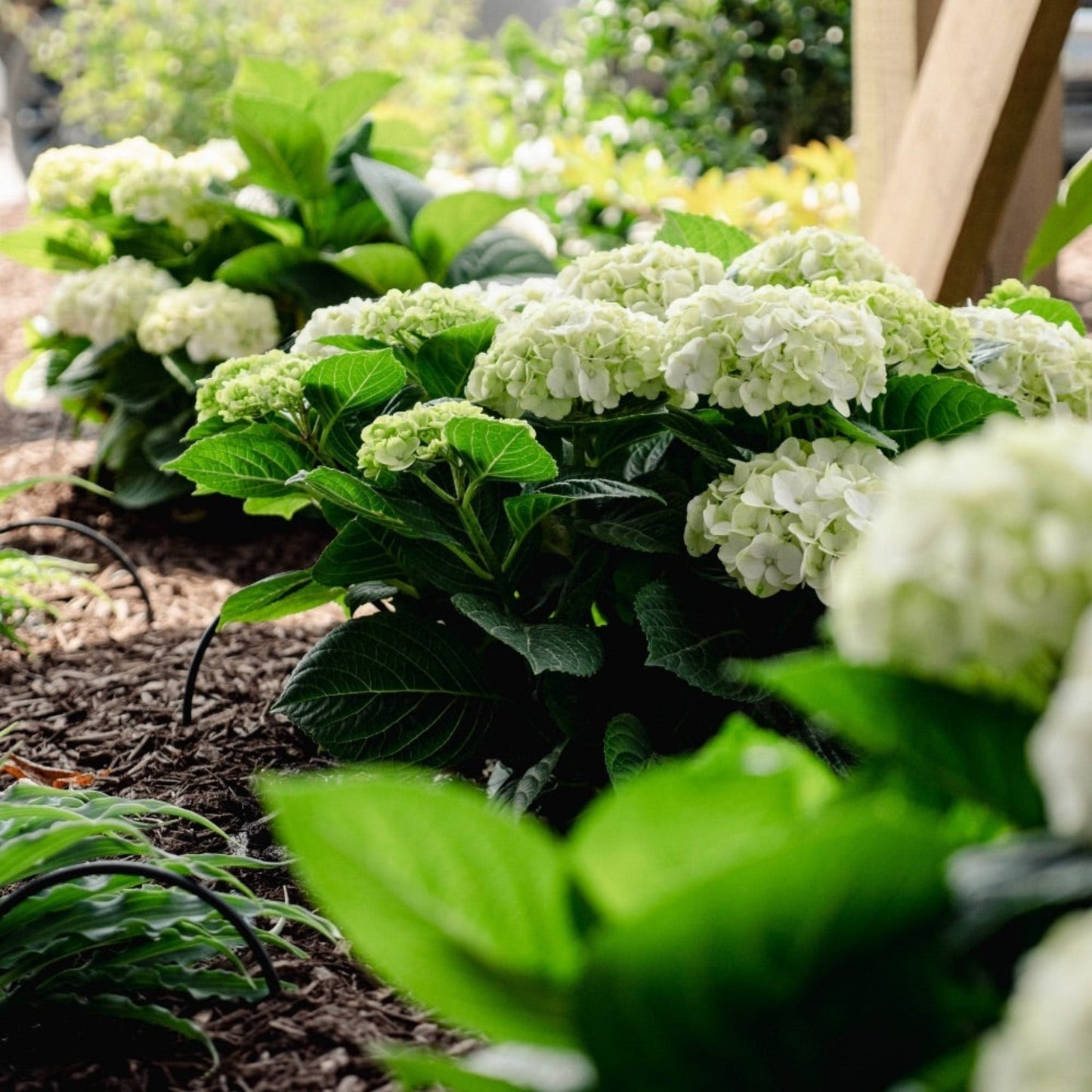 Grin and TonicTM Reblooming Hydrangea