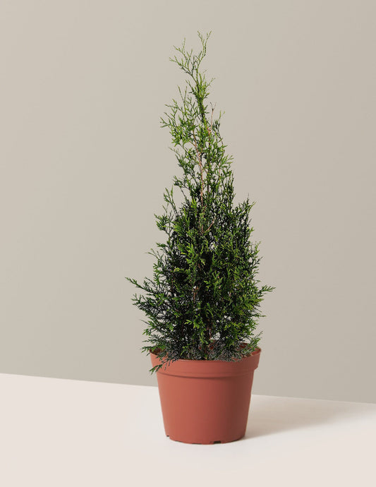 American Pillar Thuja