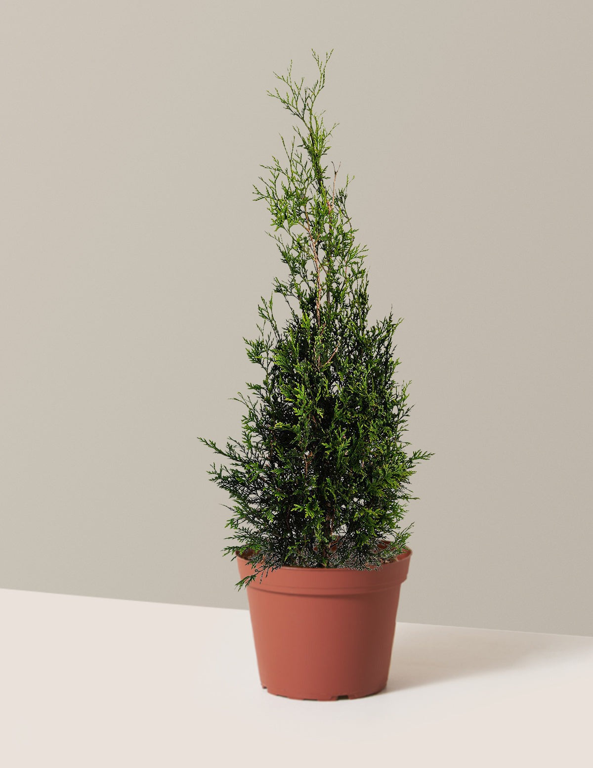 American Pillar Thuja