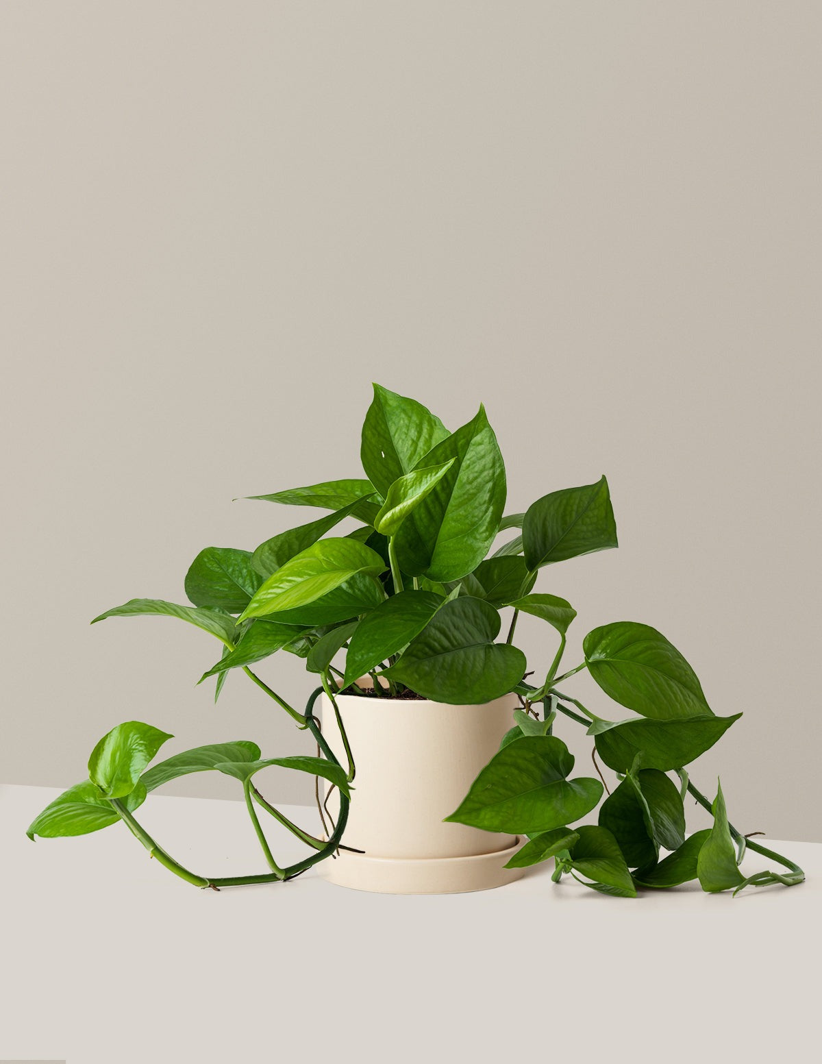 Jade Pothos