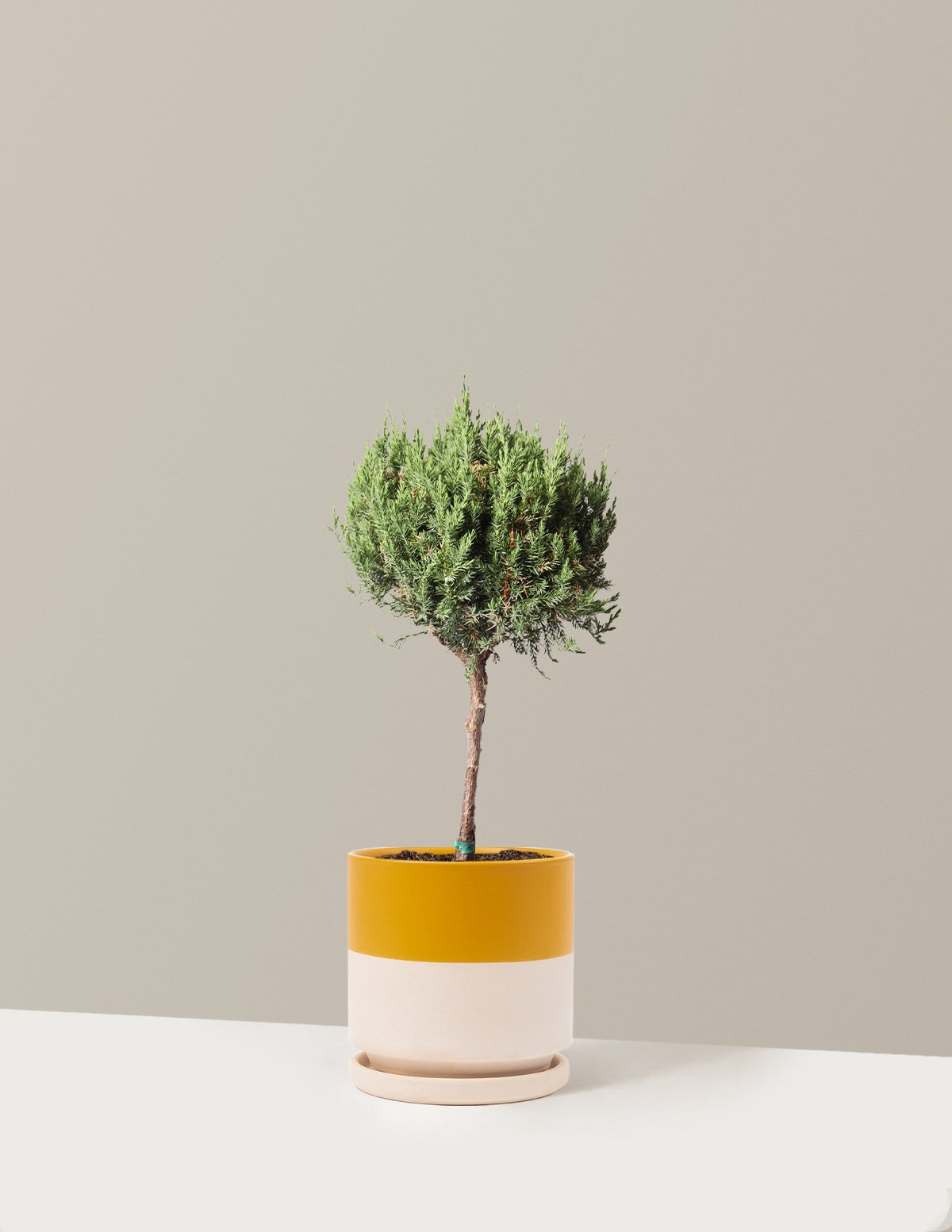Blue Point Juniper Topiary Tree