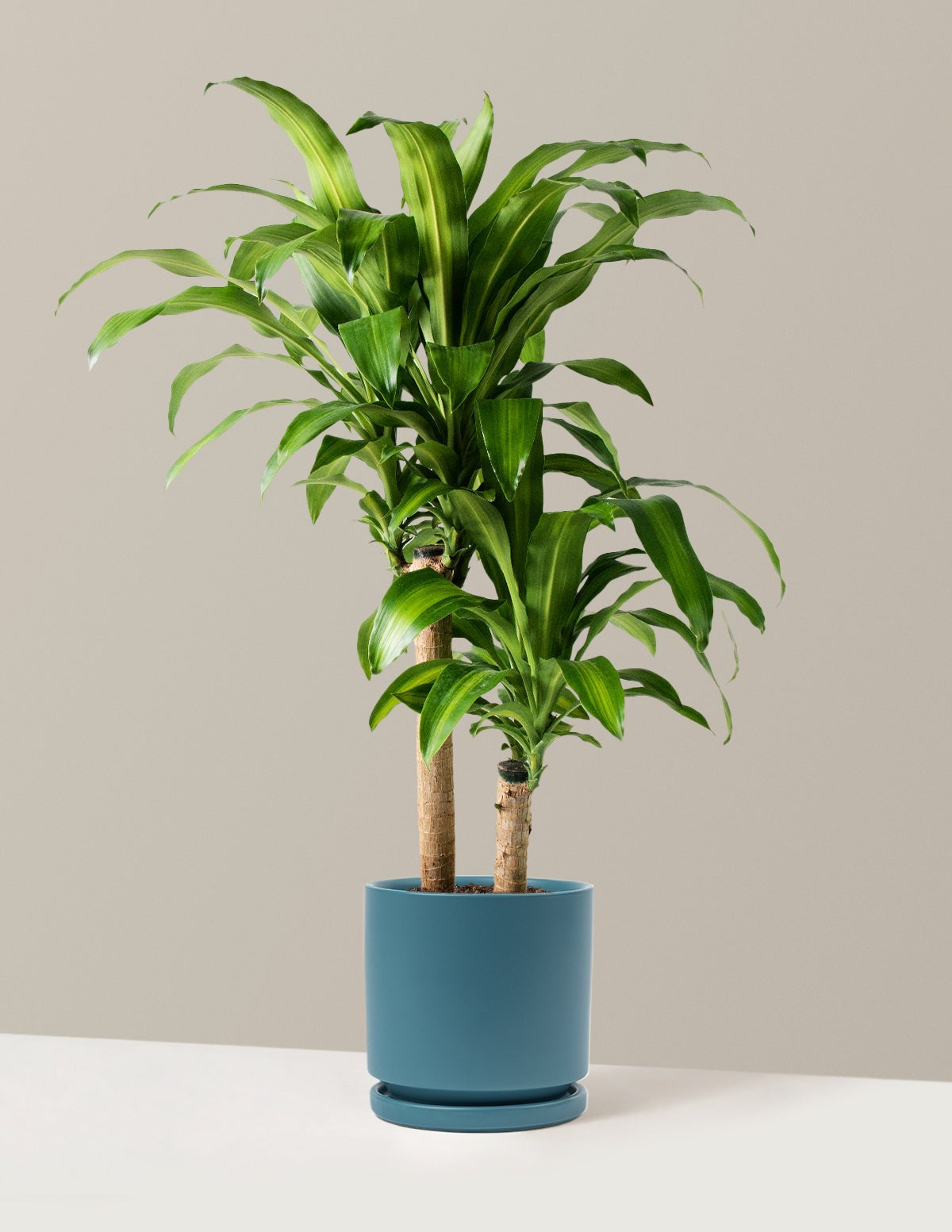 Dracaena Mass Cane