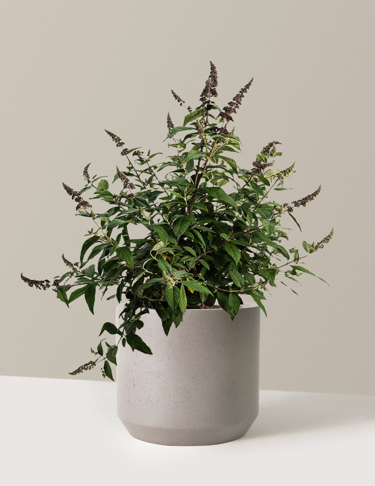 Blueberry PieTM Butterfly Bush