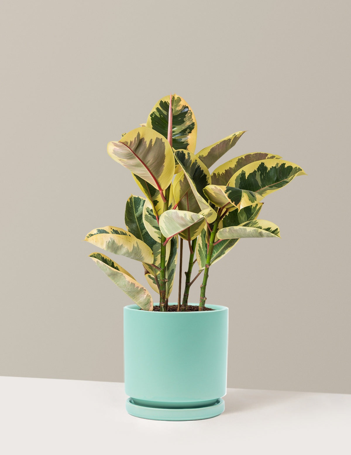 Ficus Tineke Bush