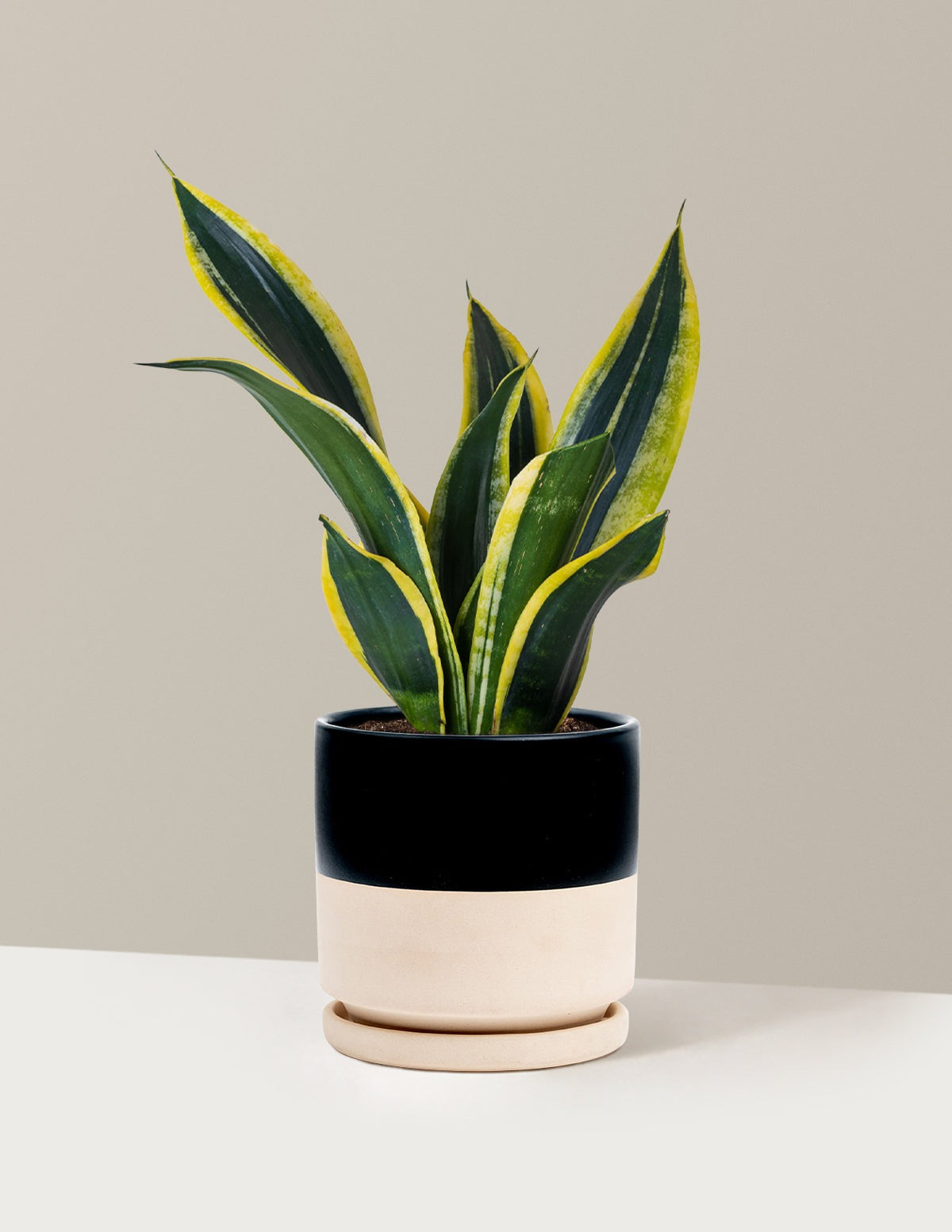 Snake Plant Black Gold
