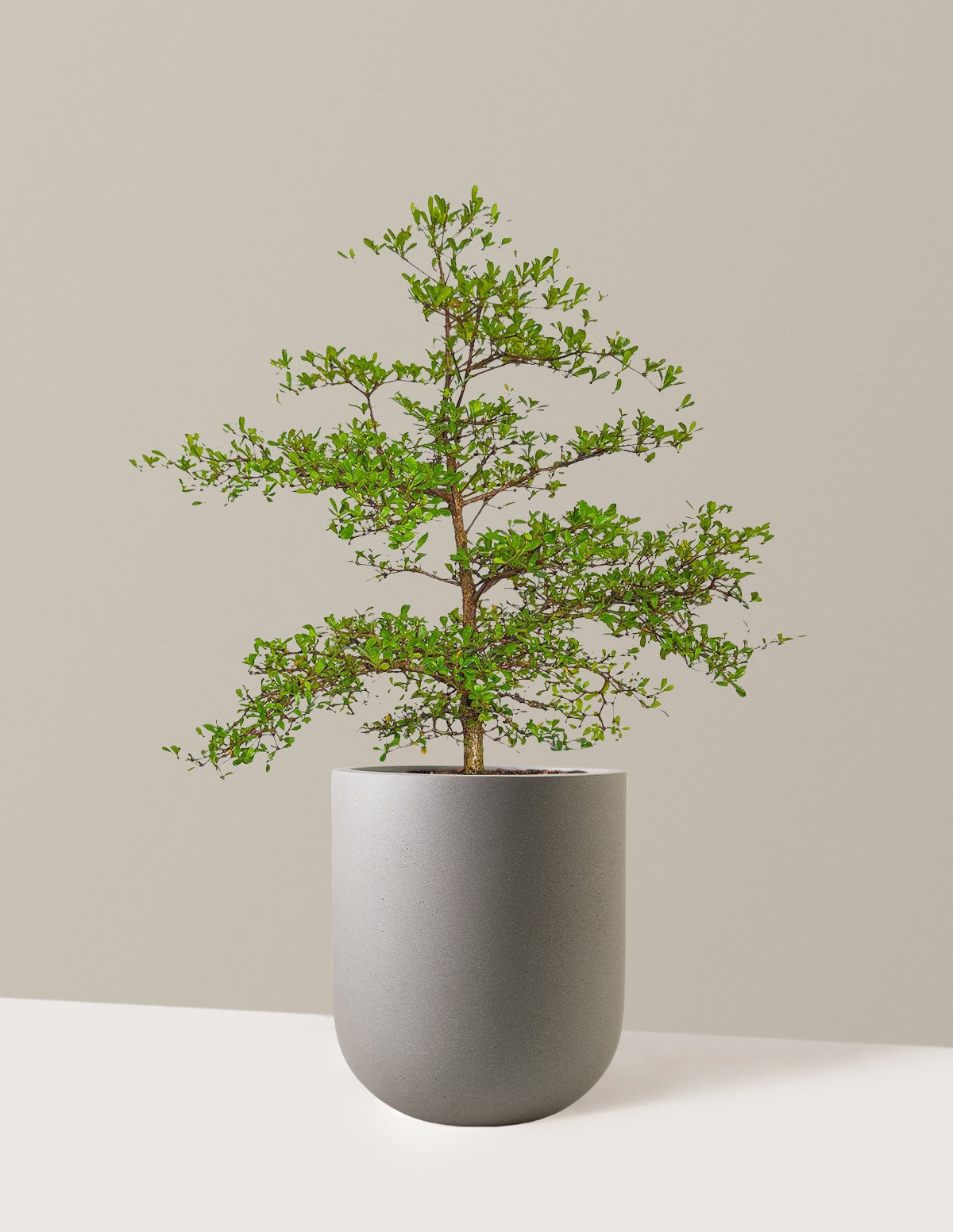 Black Olive Tree