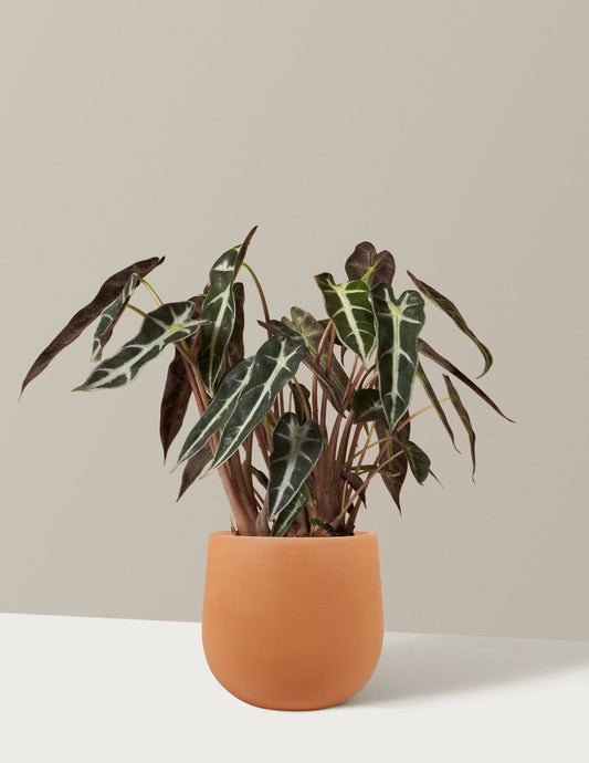 Alocasia Bambino