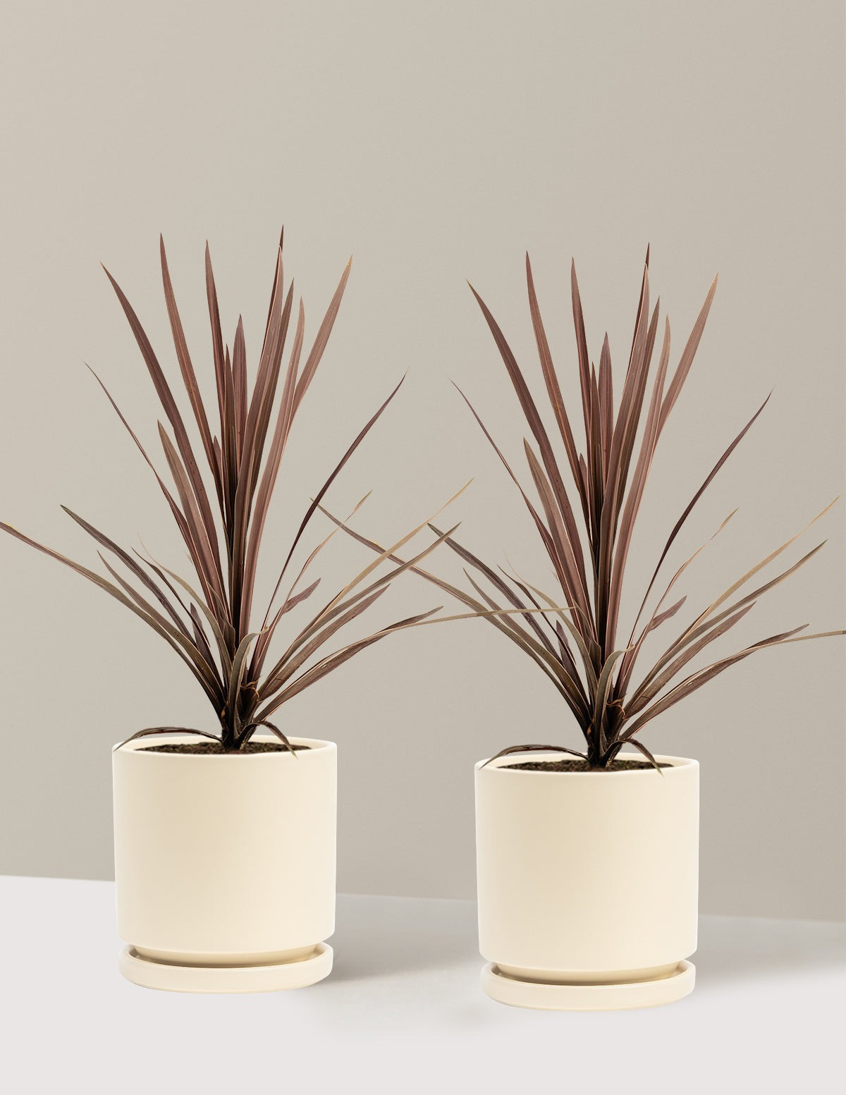 Bauer's Cordyline