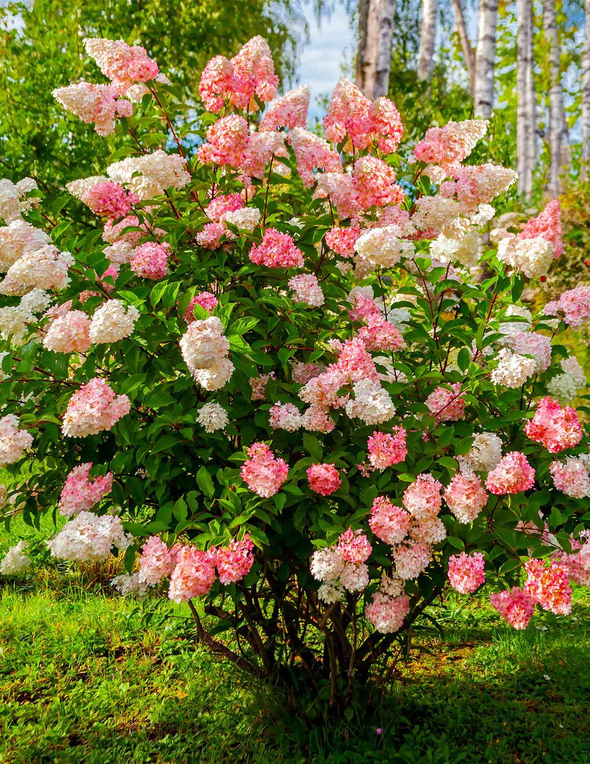 Vanilla StrawberryTM Hydrangea
