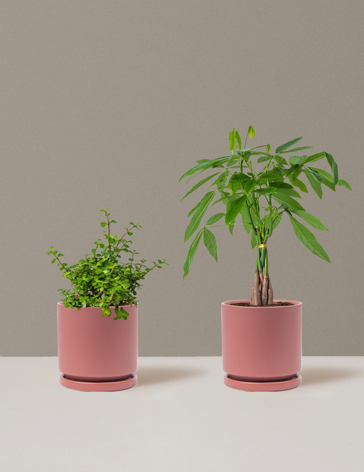 Prosperity Duo