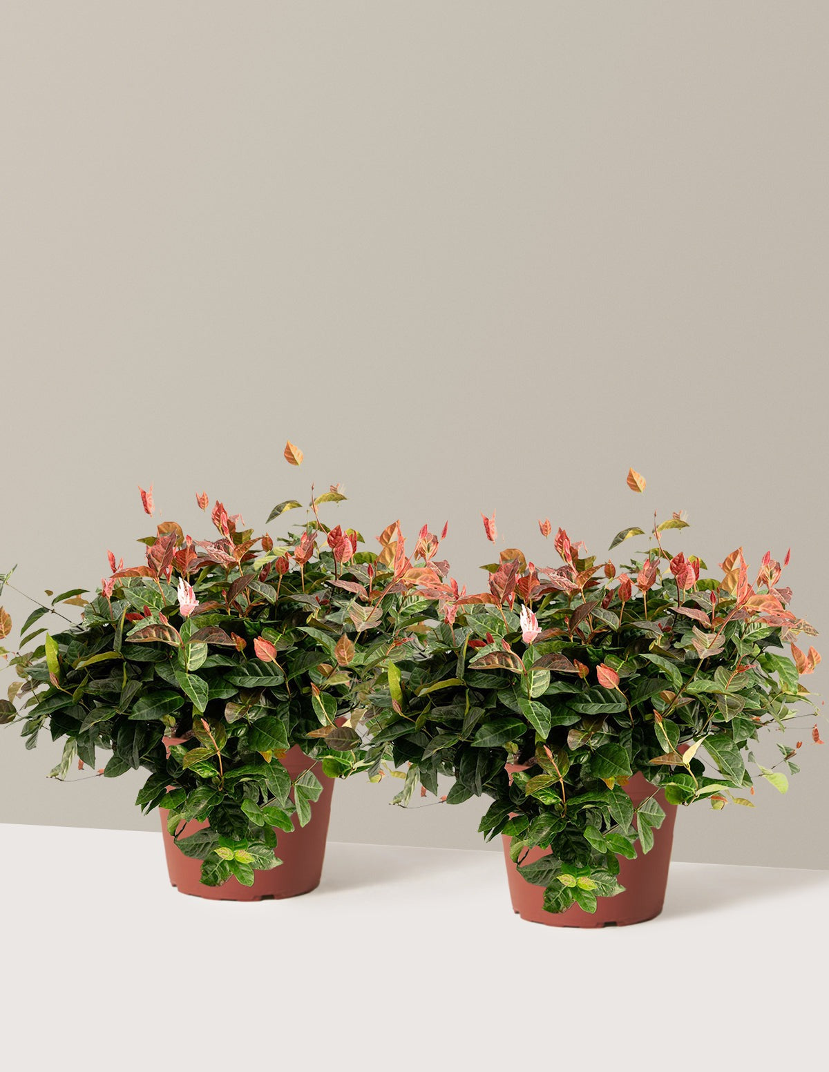 Snow-N-SummerTM Asiatic Jasmine