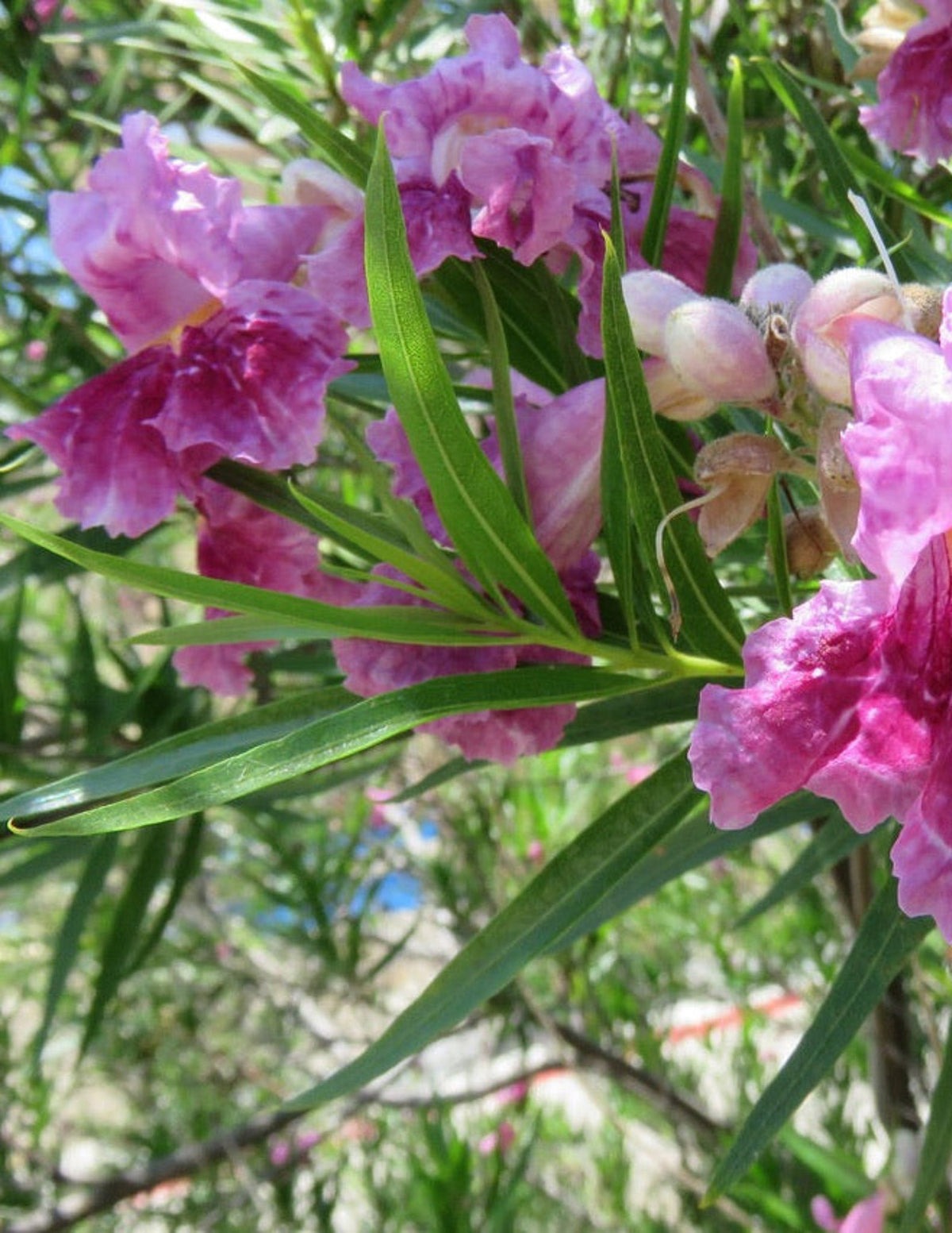 Bubba Jones Desert Willow Tree