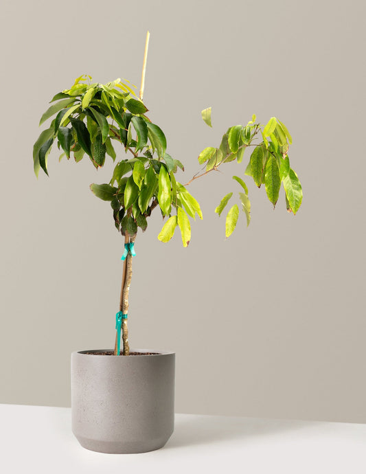 Mauritius Lychee