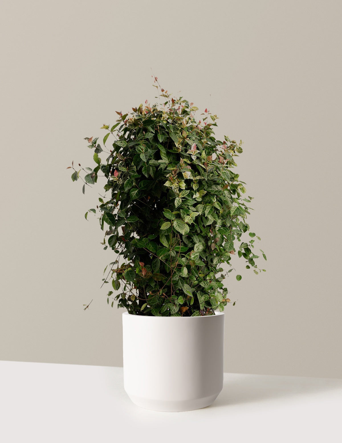 Snow-N-SummerTM Asiatic Jasmine