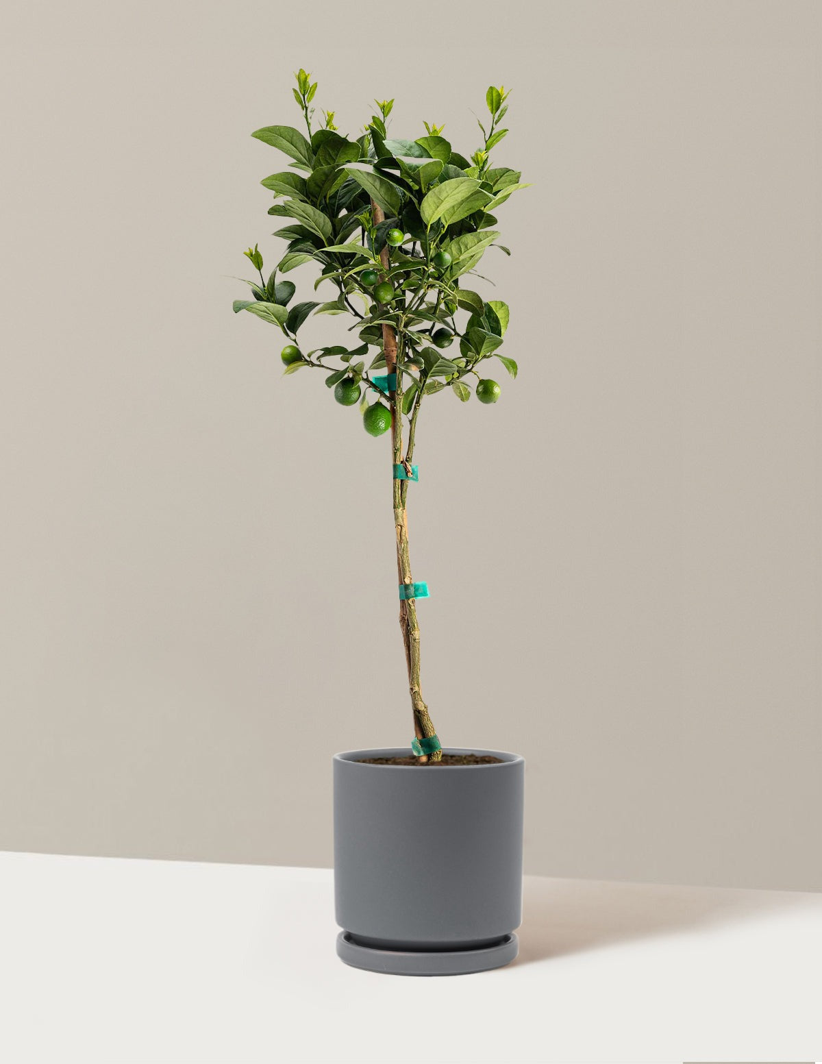 Key Lime Tree