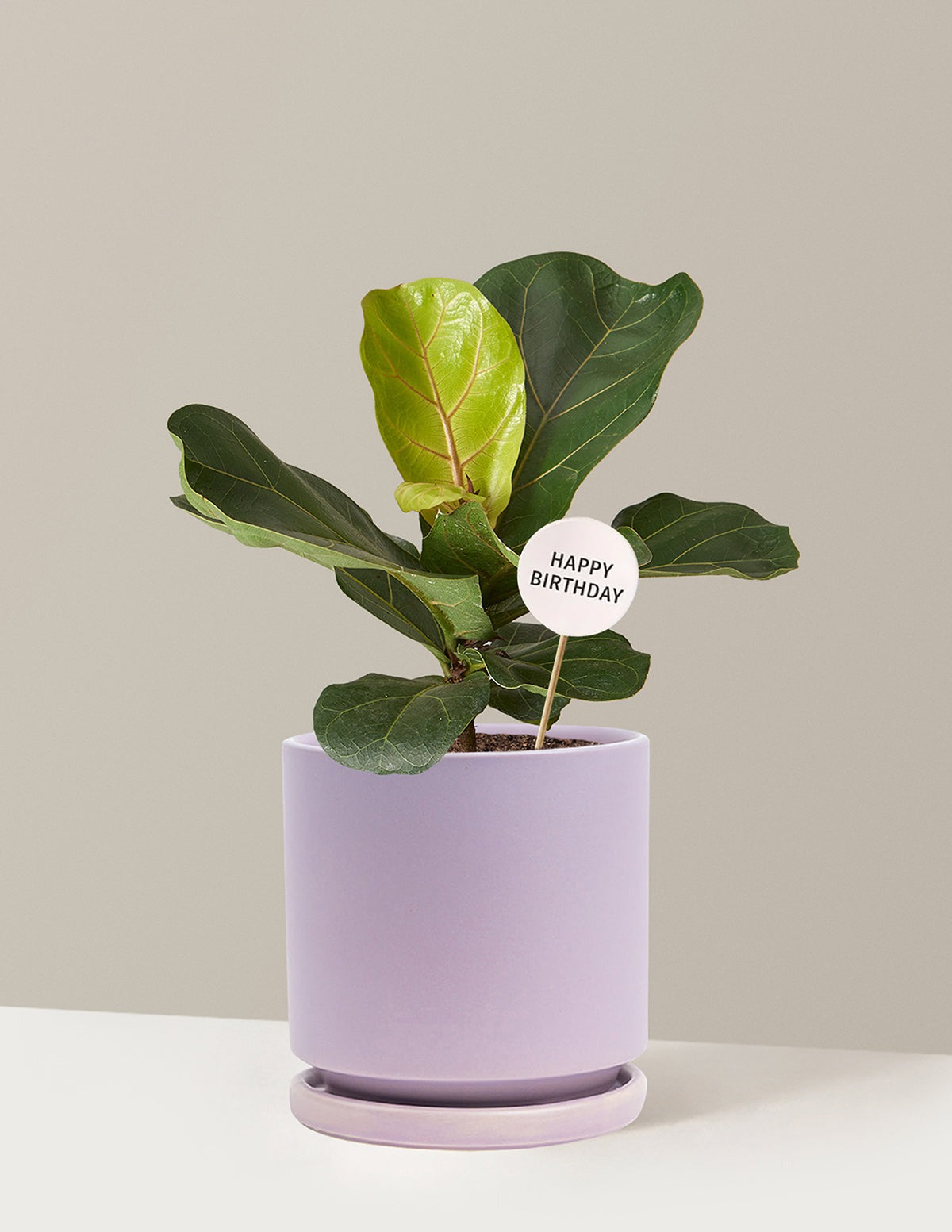 Happy Birthday Fiddle Leaf Fig Bush