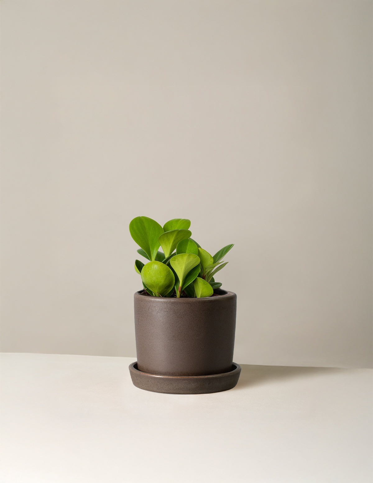 Baby Rubber Plant