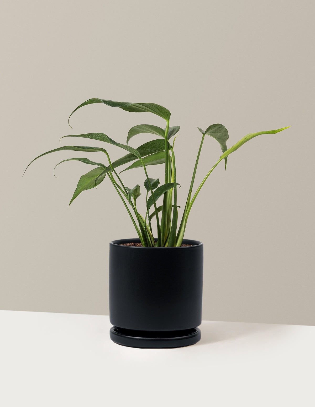 Monstera Burle Marx Flame