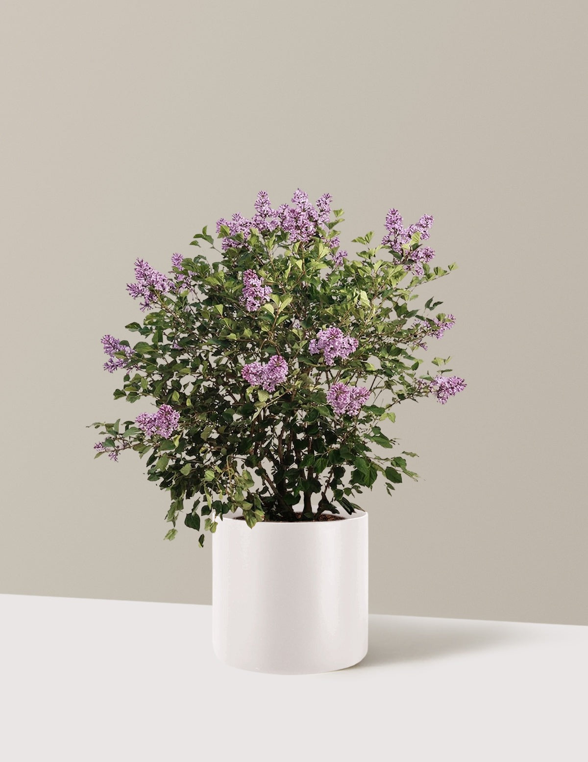 Bloomerang Lilac Bush