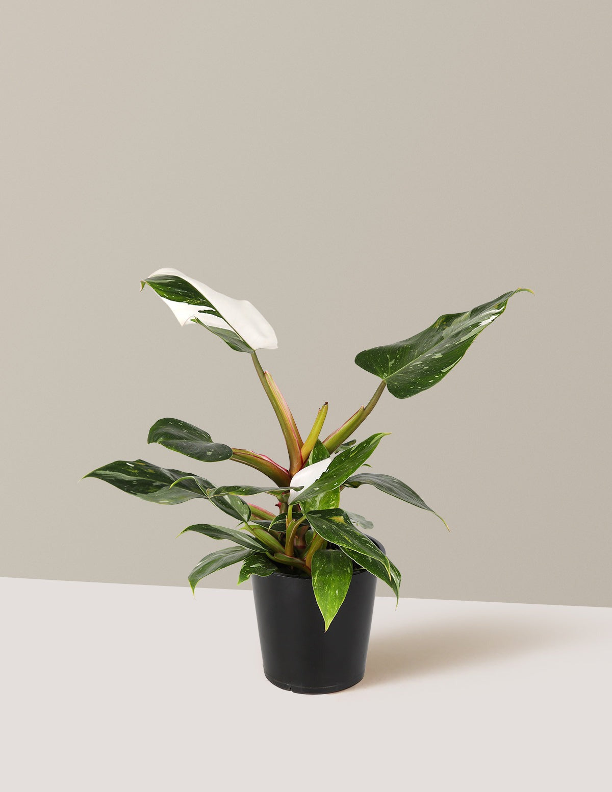Philodendron White Princess