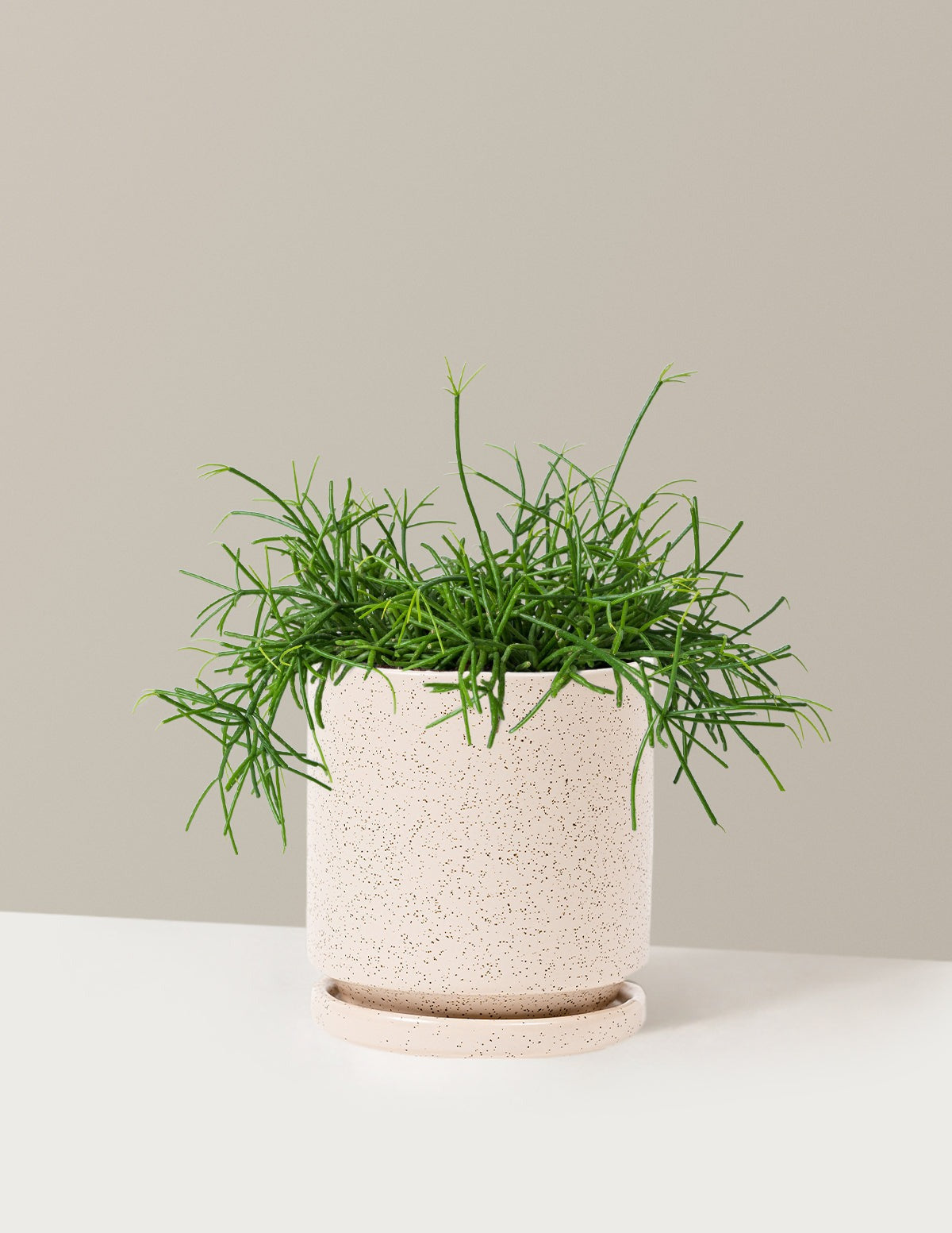 Mistletoe Cactus