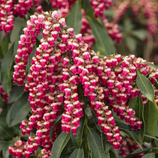Enchanted Forest® Gay GoblinTM Pieris
