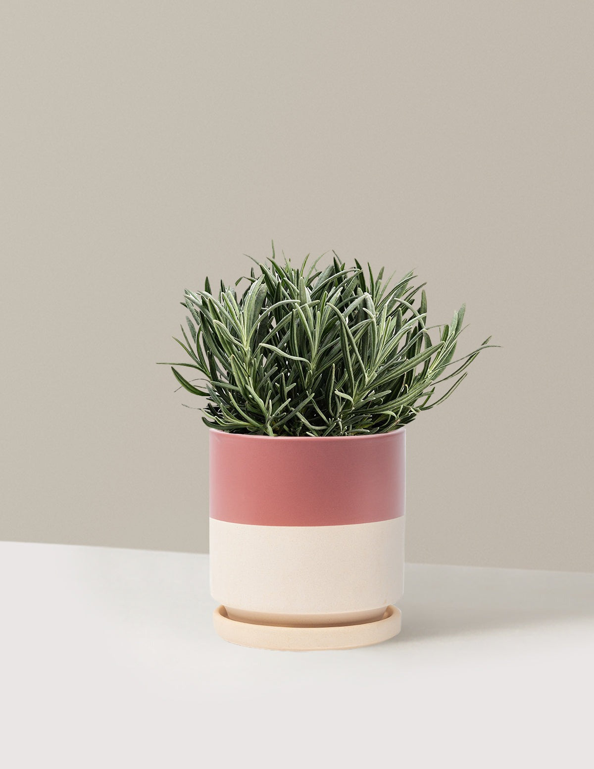 PhenomenalTM Lavender Plant