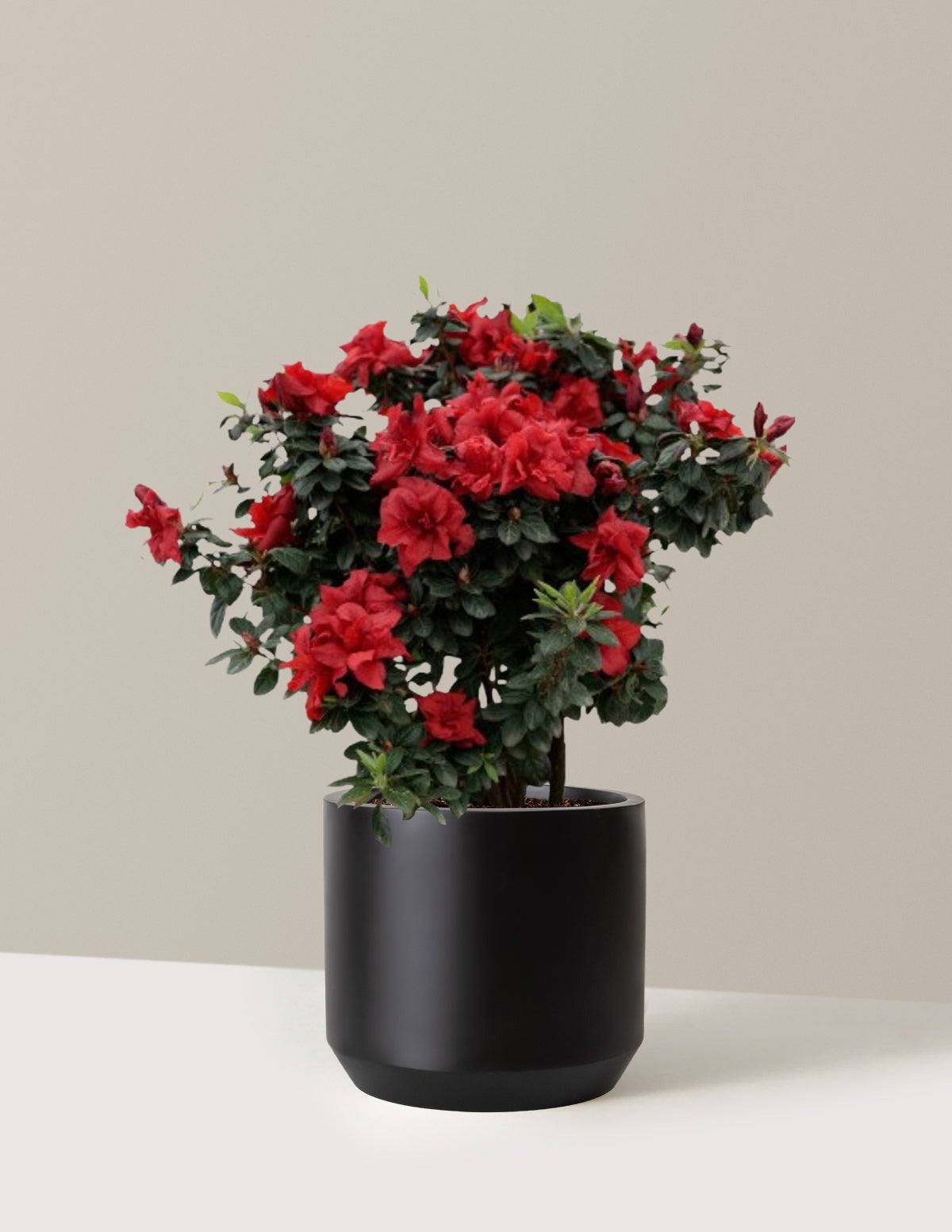 Ever AfterTM Ruby Azalea