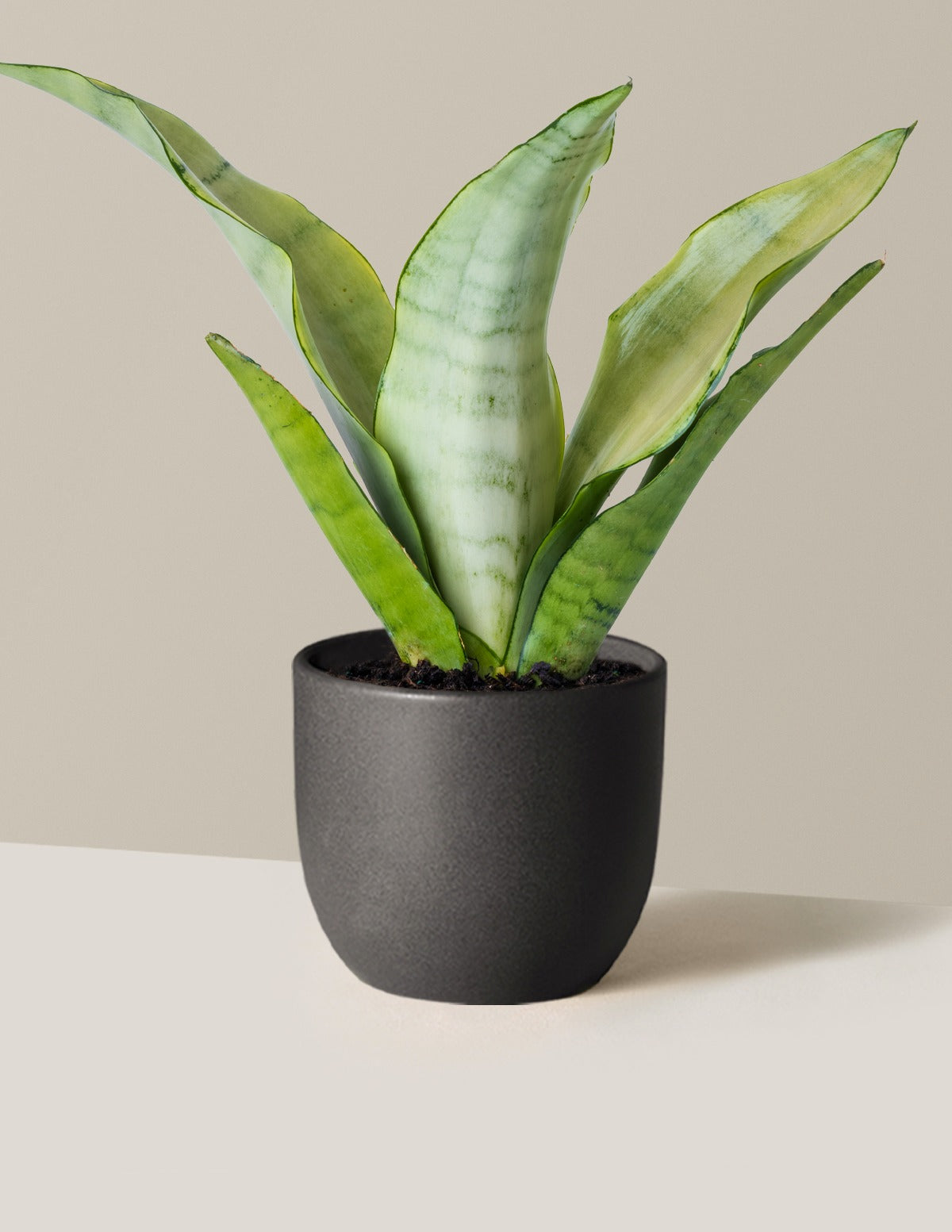 Moonshine Snake Plant