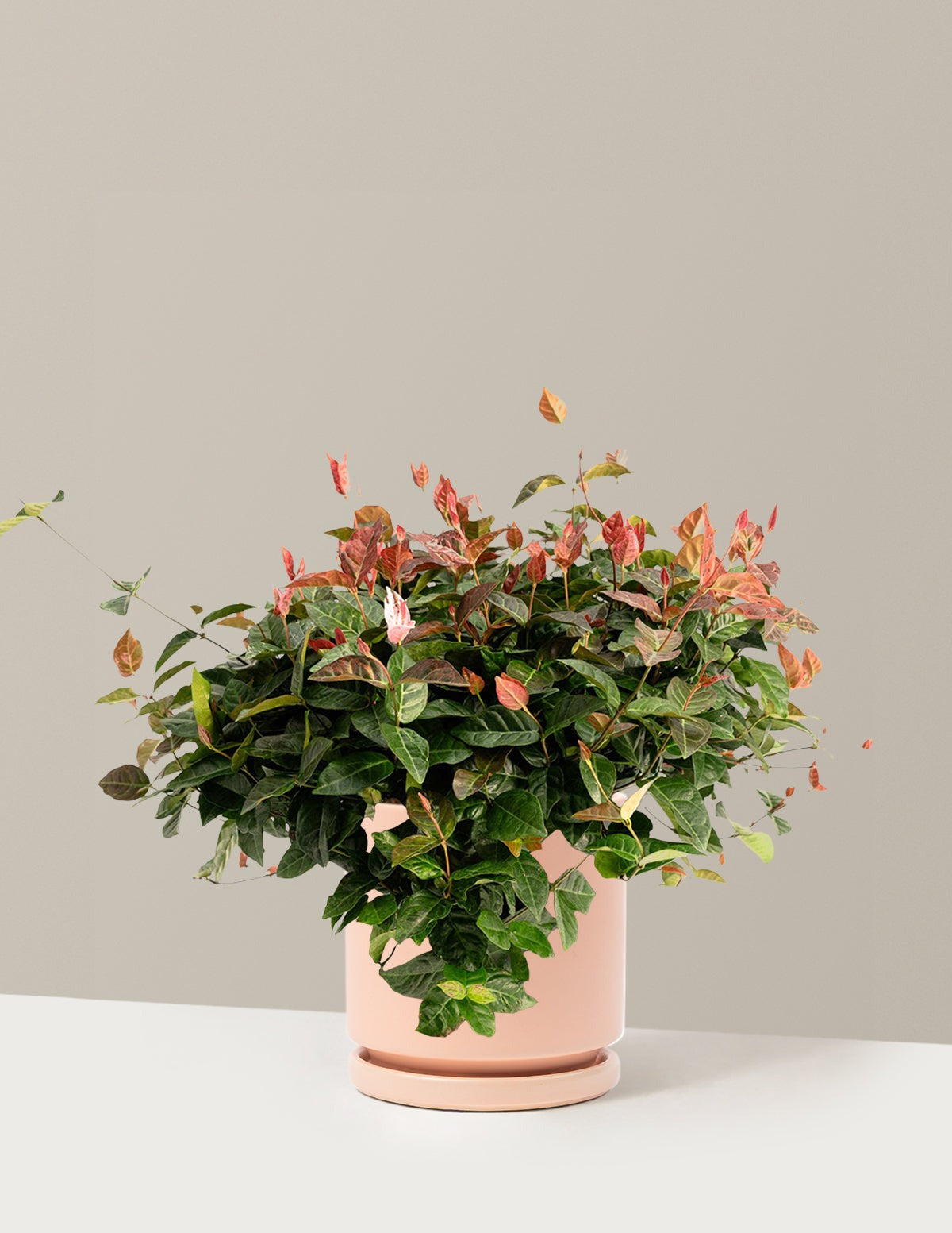 Snow-N-SummerTM Asiatic Jasmine
