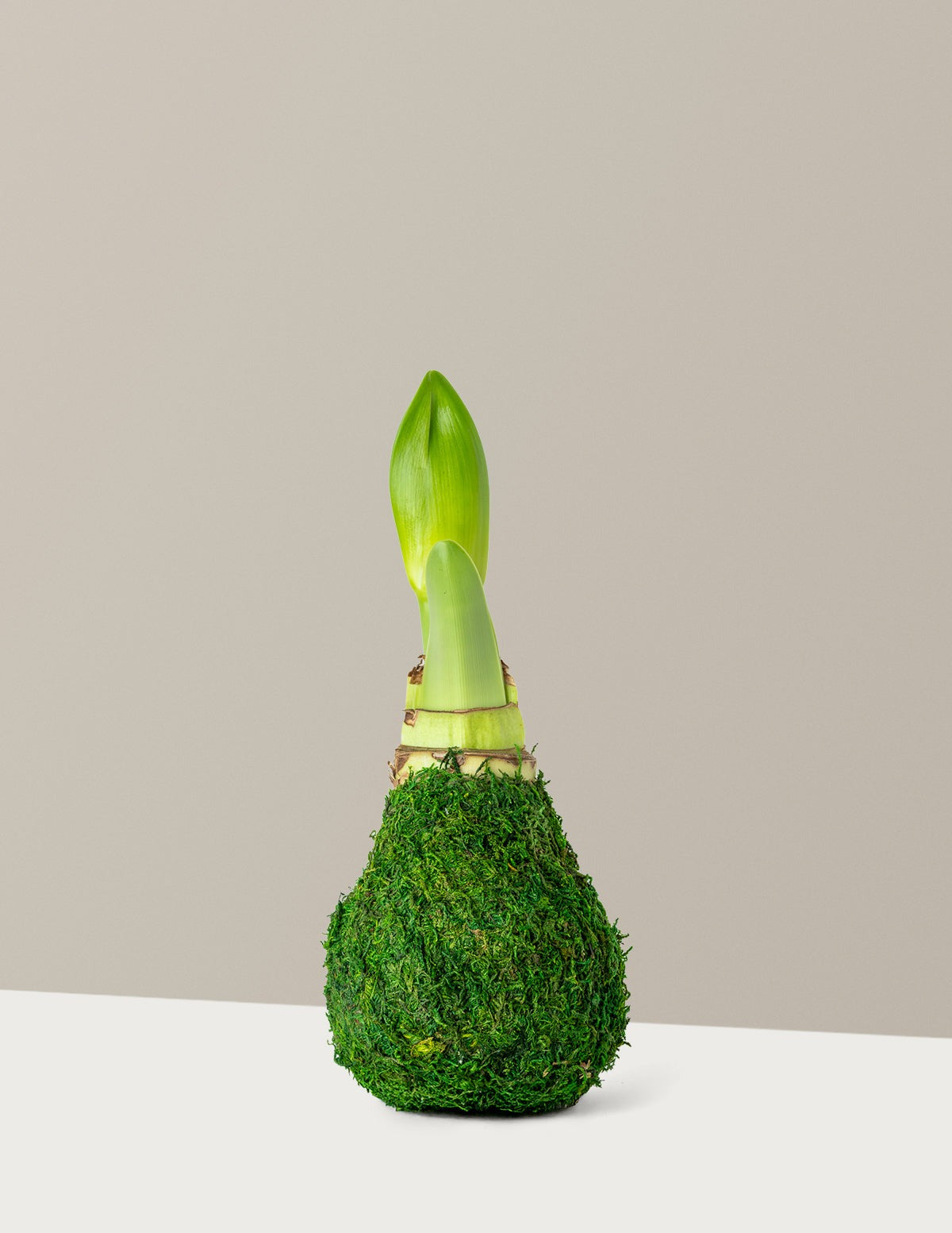 Waxed Amaryllis Bulb