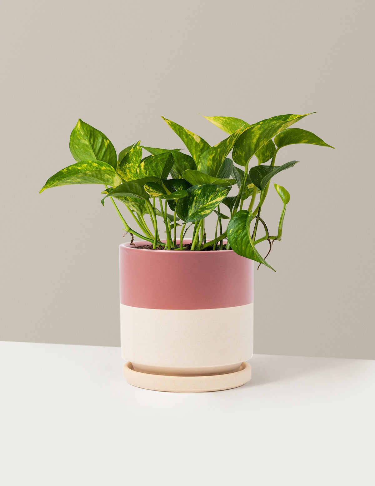 Golden Pothos