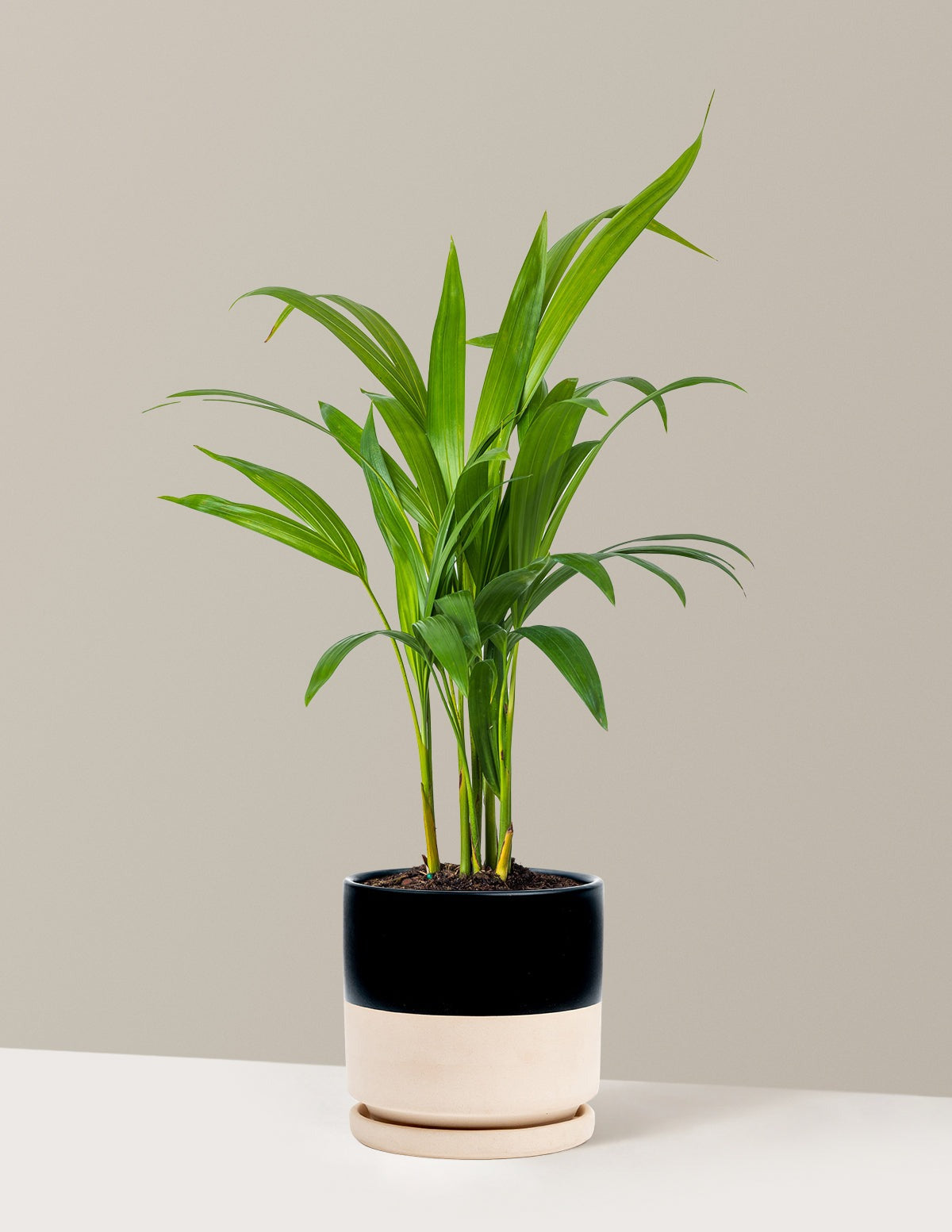 Areca Purifying Palm