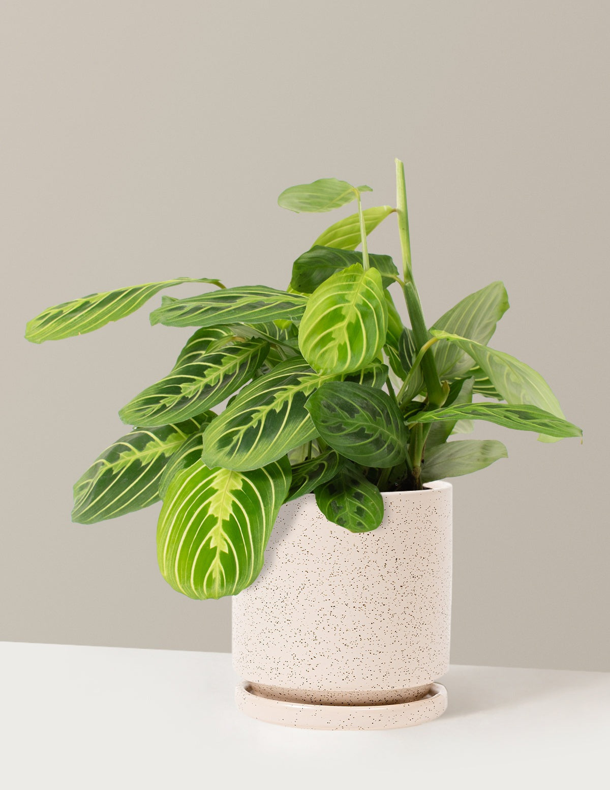 Lemon Lime Prayer Plant