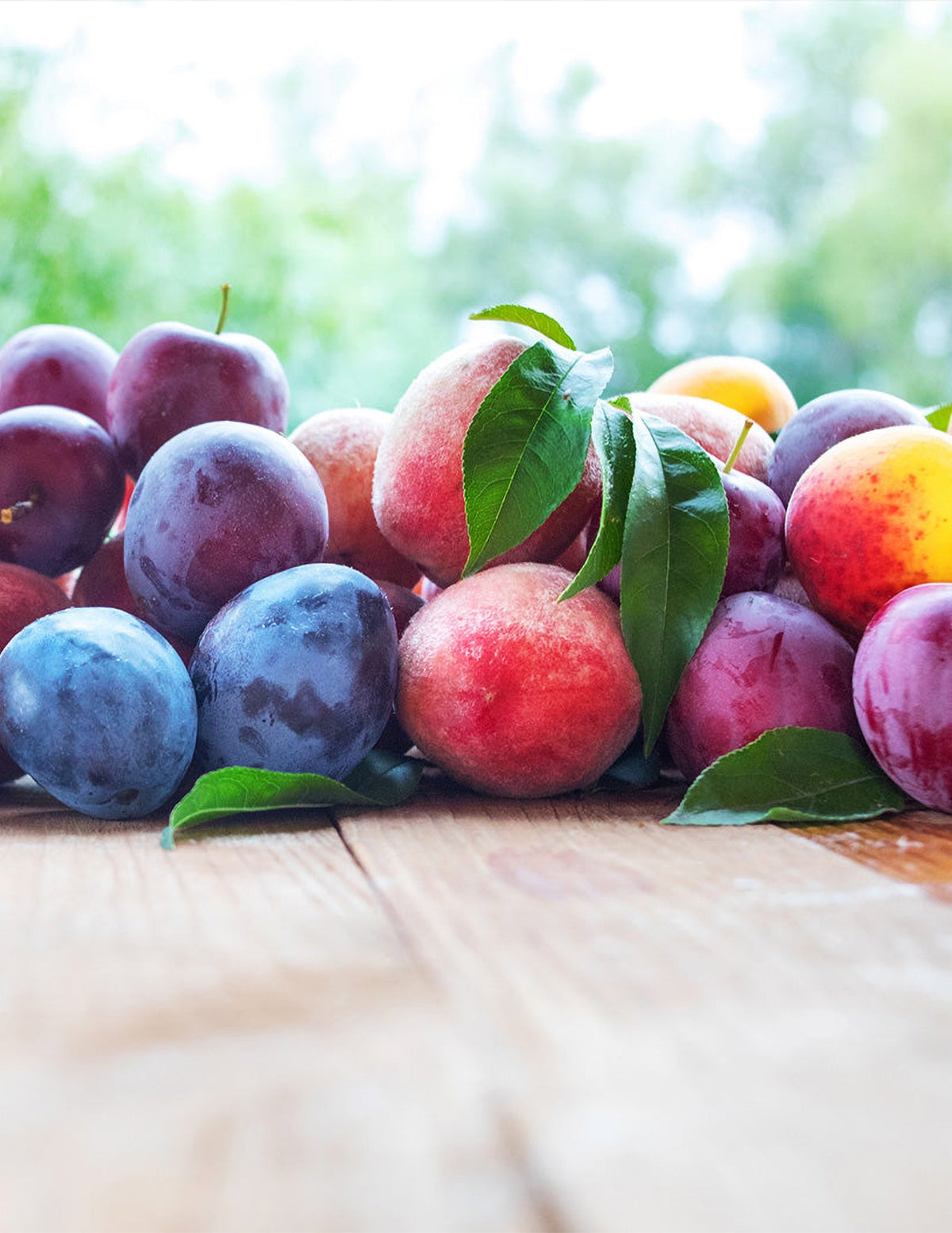 Fruit Cocktail Tree