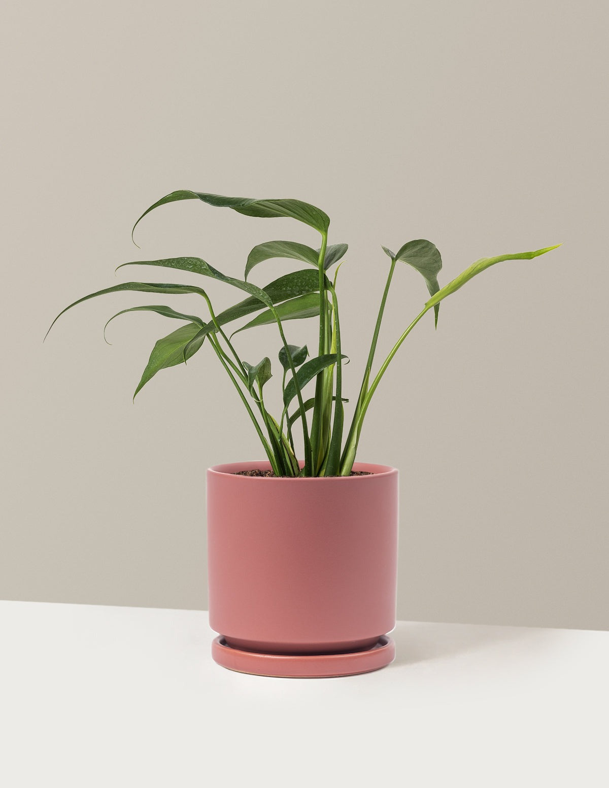 Monstera Burle Marx Flame