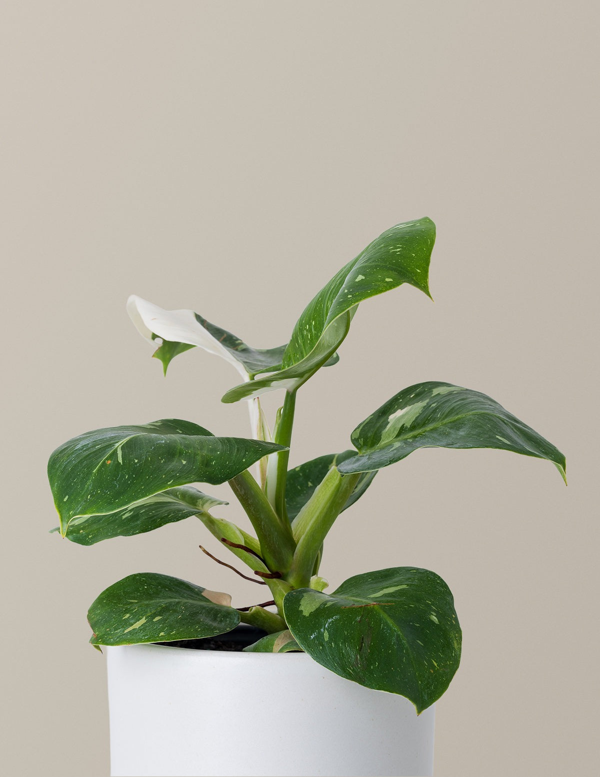Philodendron White Knight