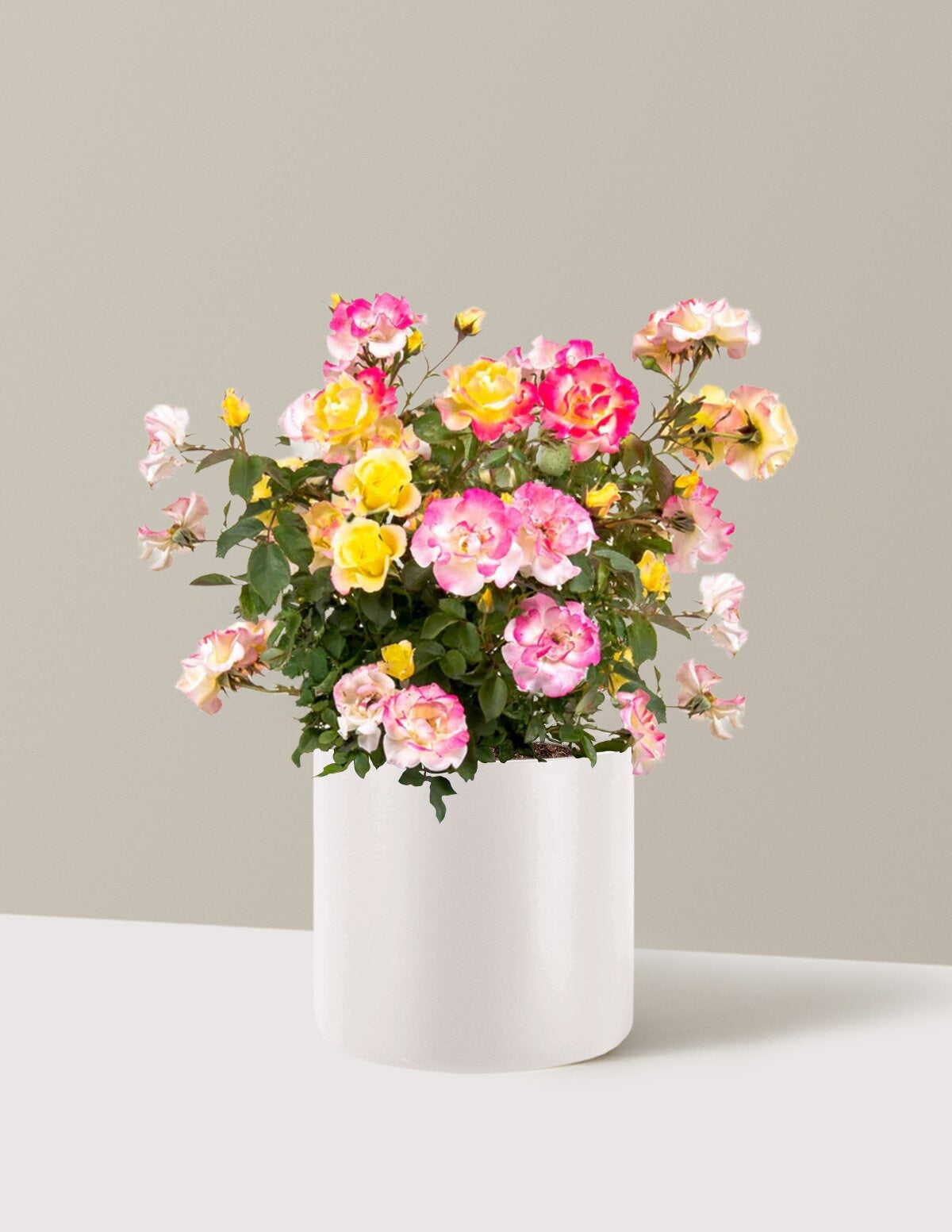 Gumball GoodyTM Rose
