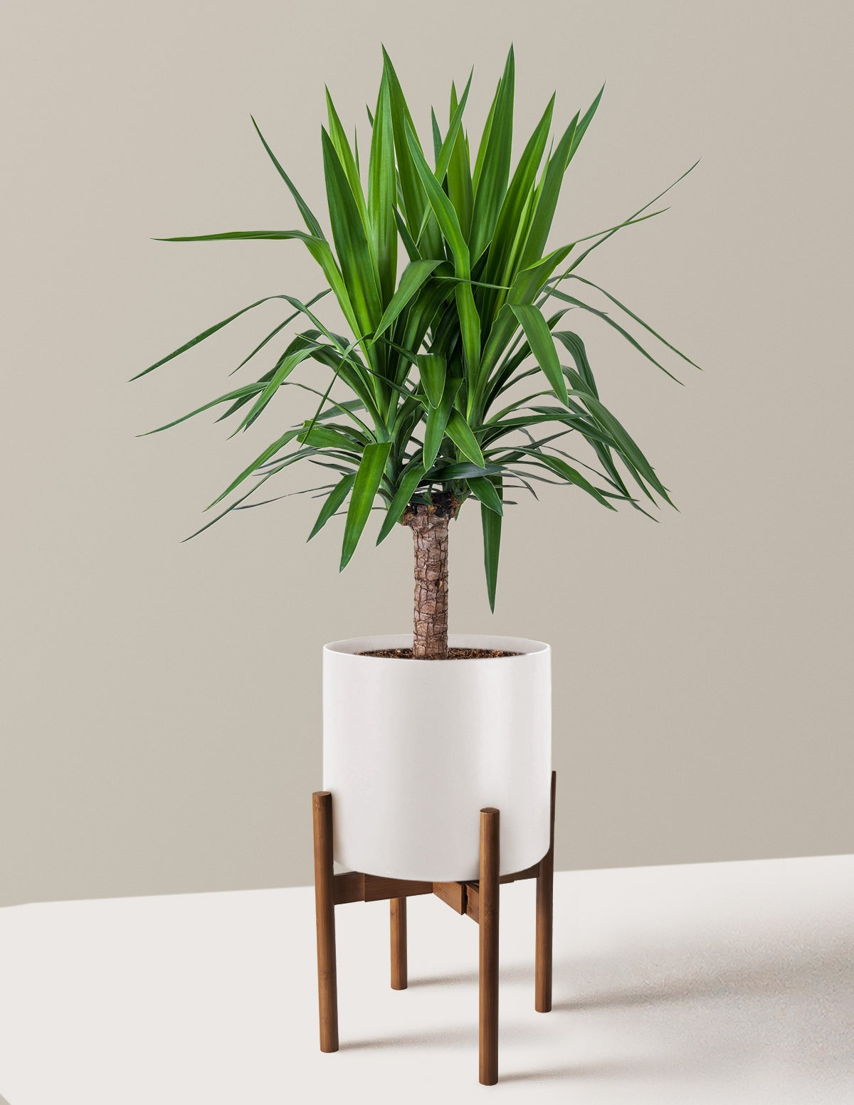 Yucca Plant Single Stem