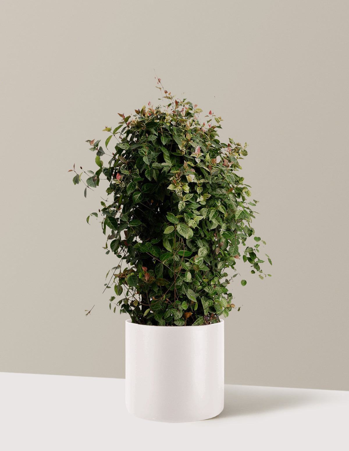 Snow-N-SummerTM Asiatic Jasmine