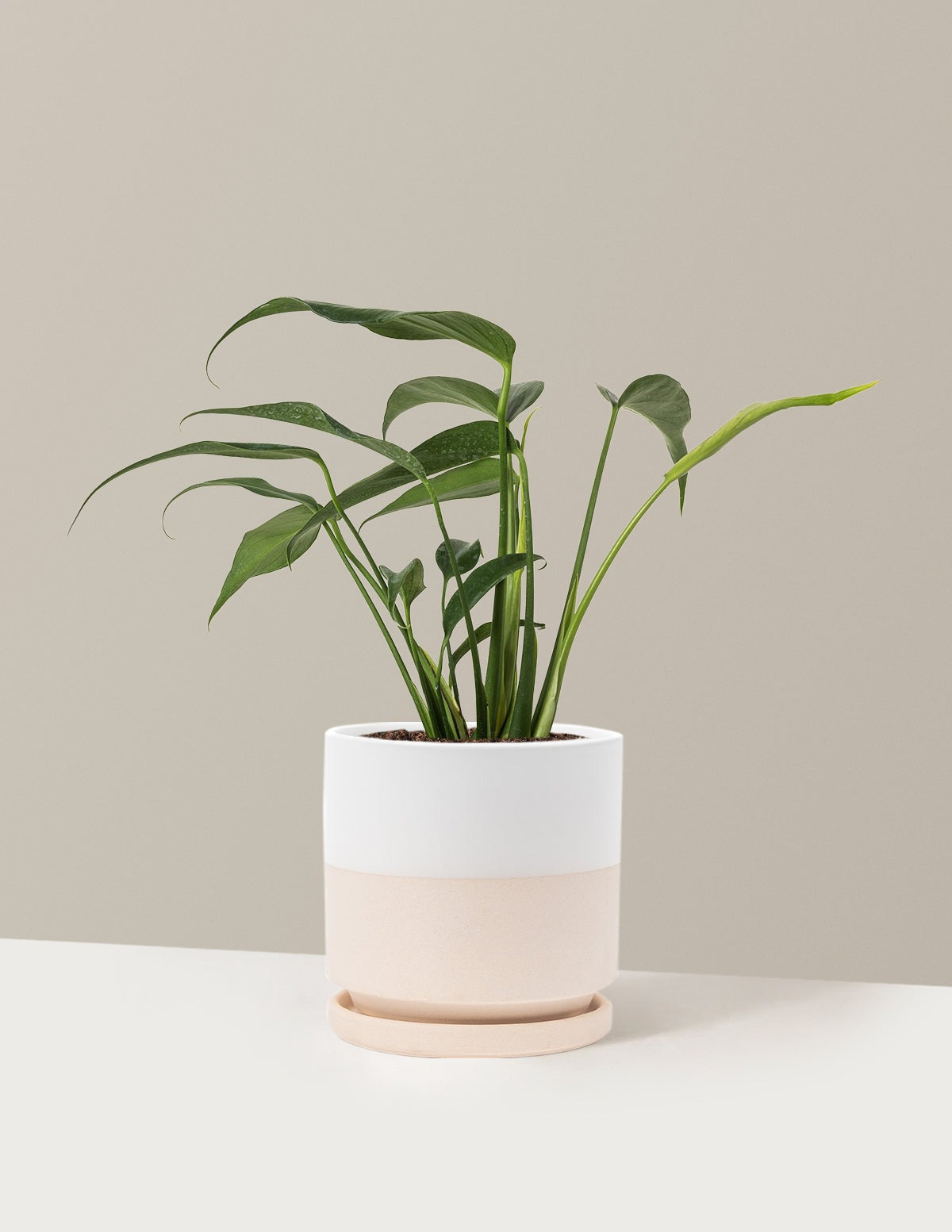 Monstera Burle Marx Flame