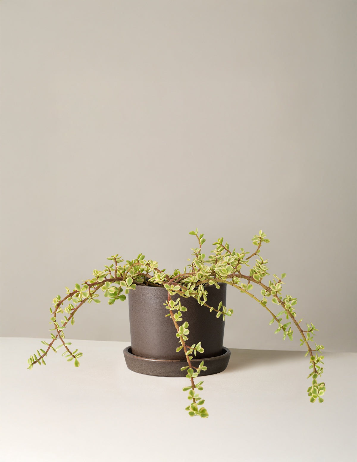 Variegated Elephant Bush Prosperity Plant