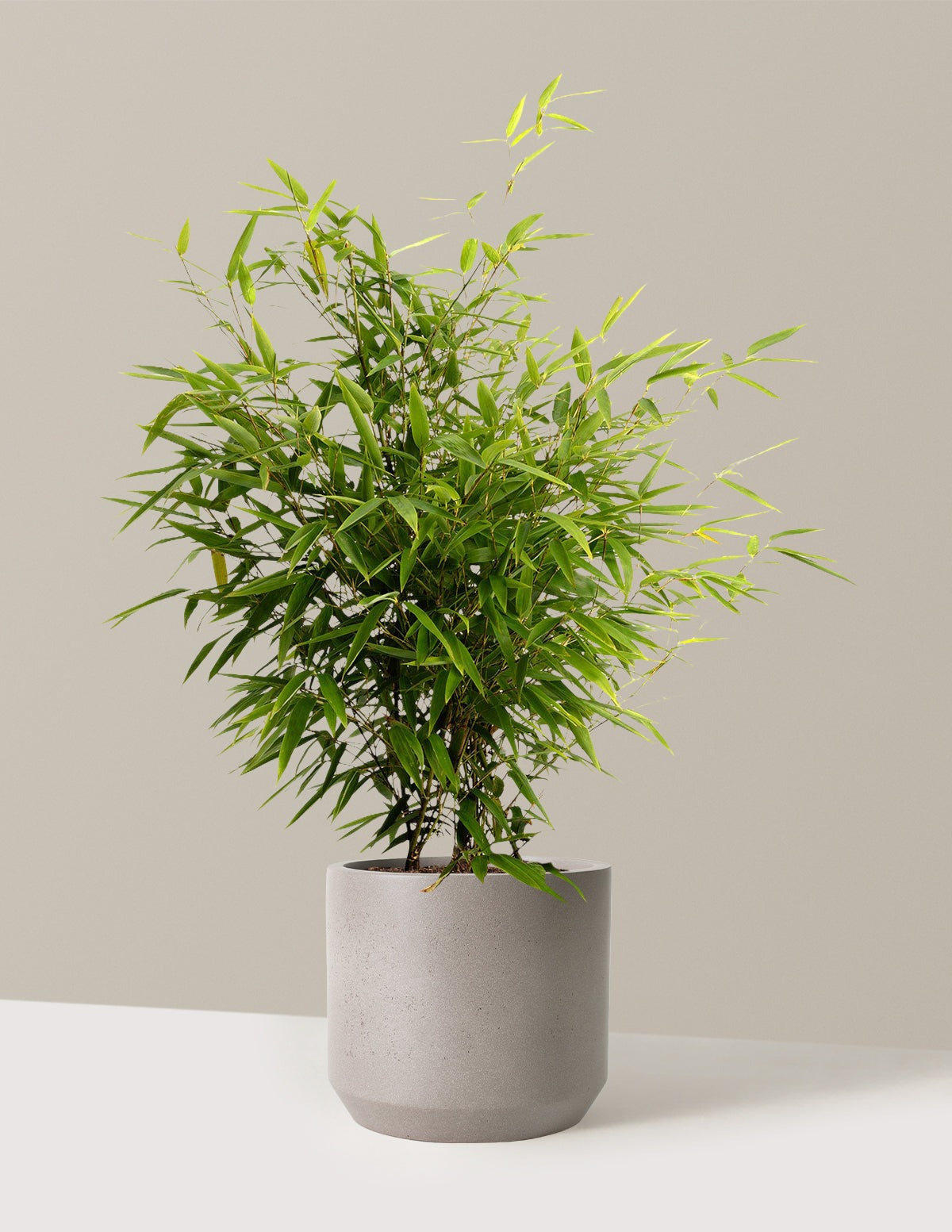 Black Bamboo