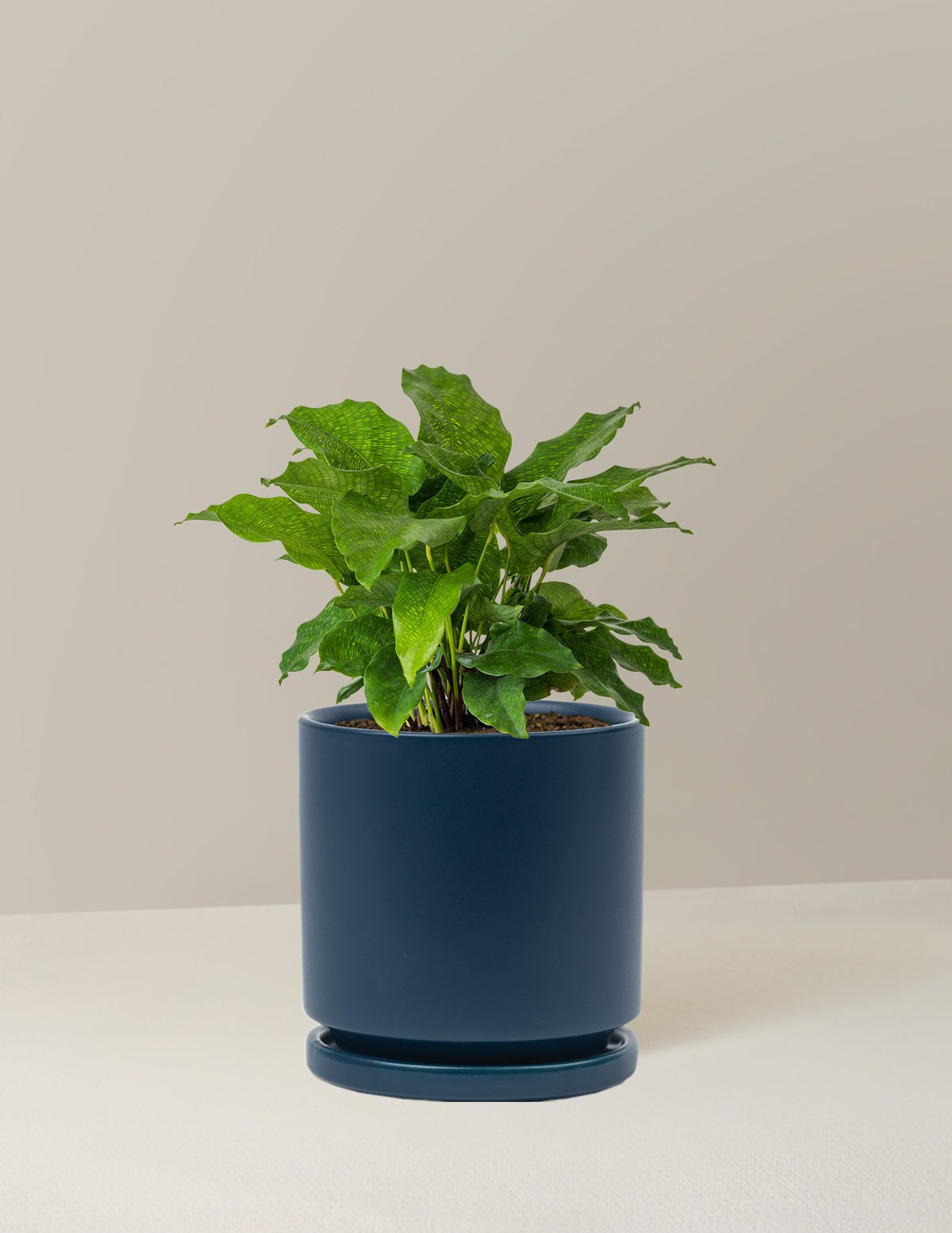 Calathea Network