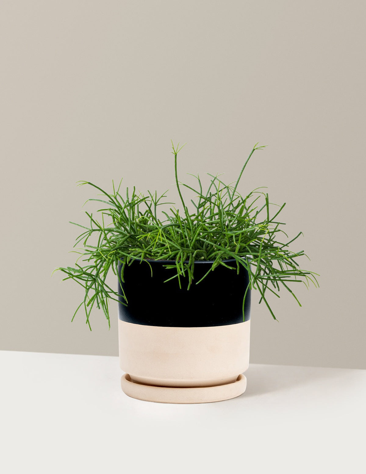 Mistletoe Cactus