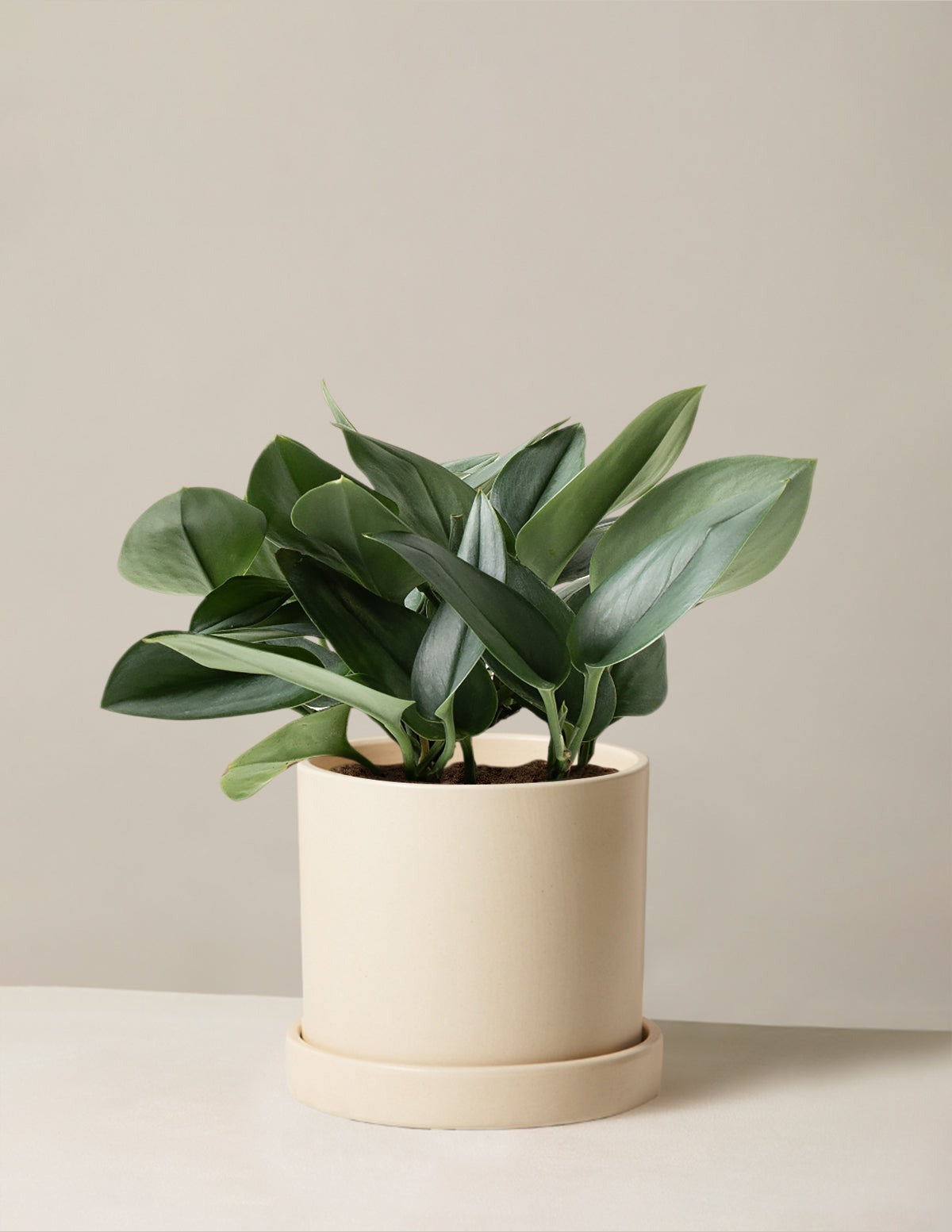 Pothos Sterling Silver