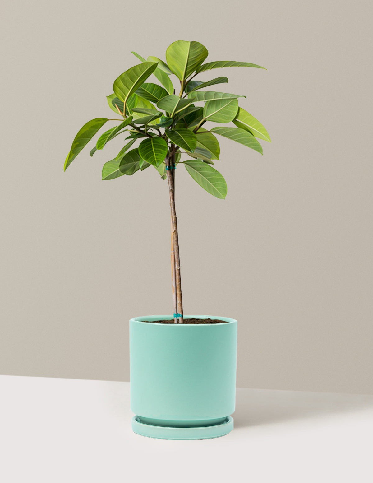Large Ficus Altissima Tree
