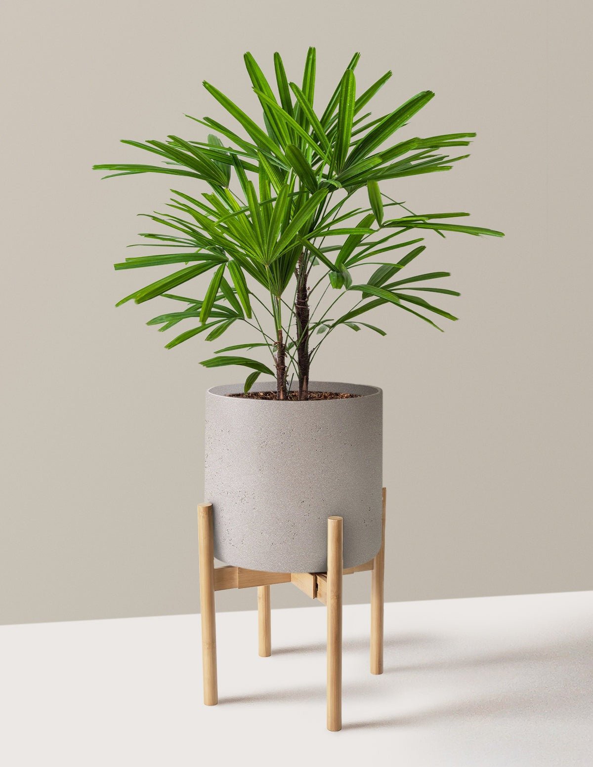 Large Lady Palm