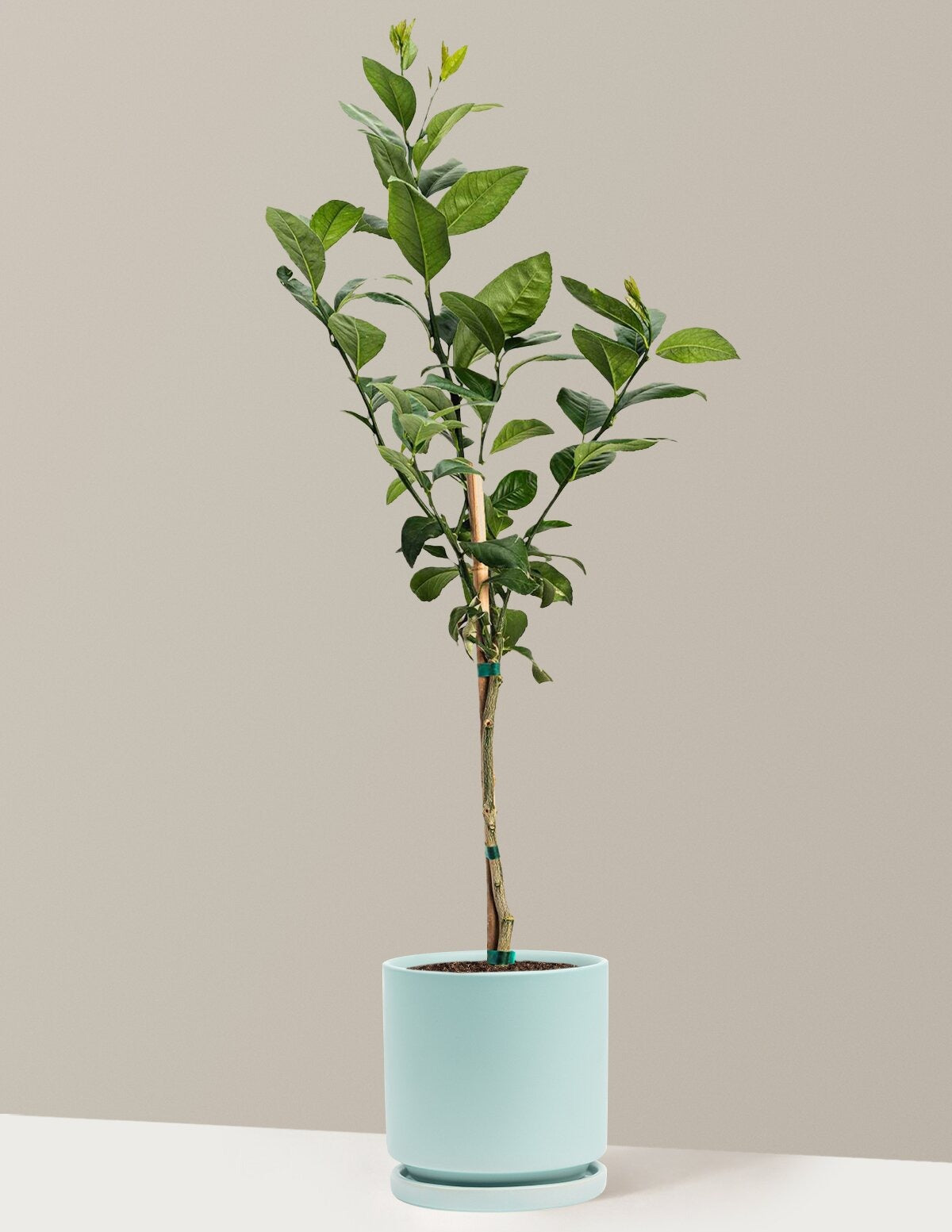 Meyer Lemon Tree