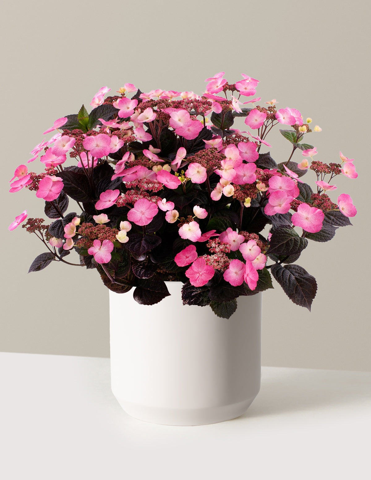 Pink DynamoTM Hydrangea
